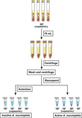 Active or Autoclaved Akkermansia muciniphila Relieves TNF-α-Induced Inflammation in Intestinal Epithelial Cells Through Distinct Pathways